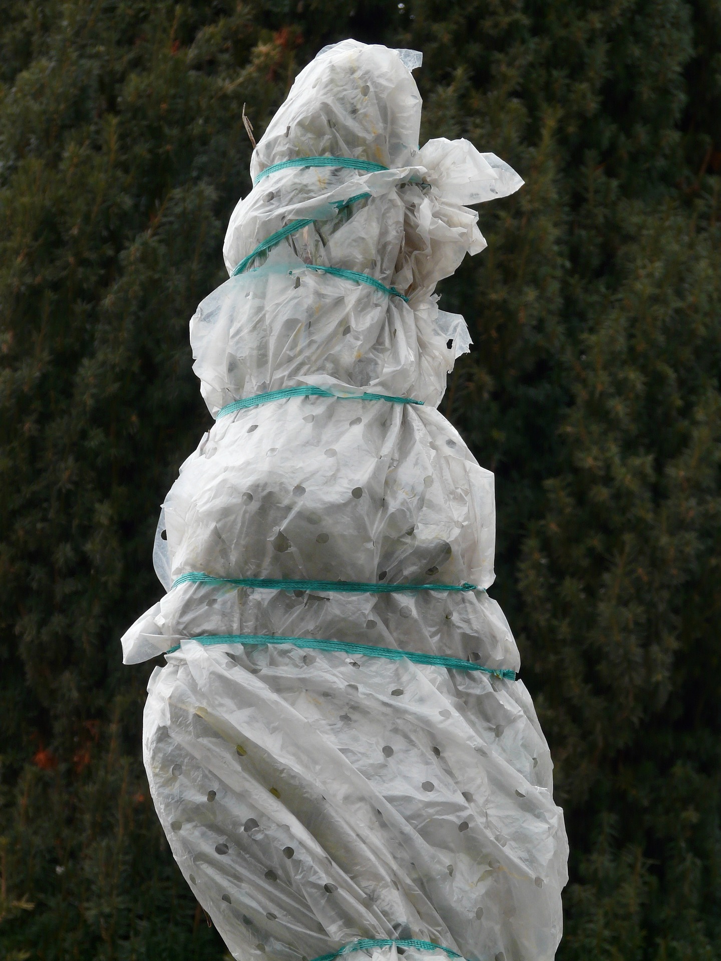 tree wrapped up for winter protection